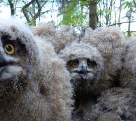 Bubo bubo, Oehoe (origineel van Saxifraga is bijgesneden tbv leadfoto Natuurjournaal)