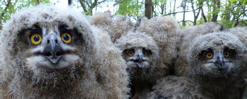 Bubo bubo, Oehoe (origineel van Saxifraga is bijgesneden tbv leadfoto Natuurjournaal)
