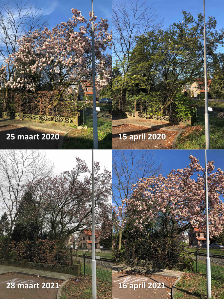 Een magnolia in Ede lag eind maart al duidelijk achter op de ontwikkeling in 2020 en die is in de eerste helft van april alleen maar groter geworden