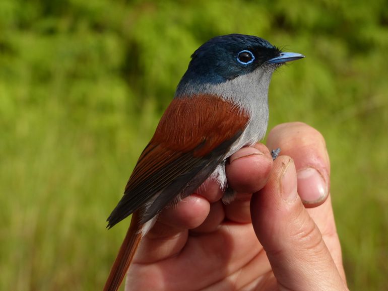 De Maskarenenparadijsmonarch (Terpsiphone bourbonnensis), een zangvogel die voorkomt op de Afrikaanse eilanden Réunion en Mauritius