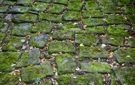 Pixabay Kasseien overgroeid met mos