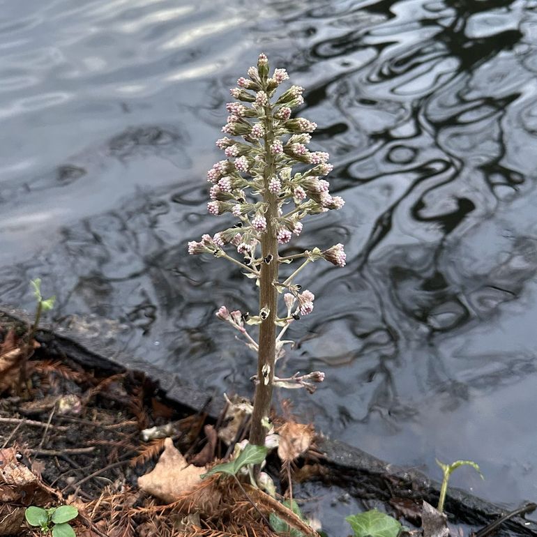 De bladeren van groot hoefblad verschijnen pas als de plant bijna uitgebloeid is