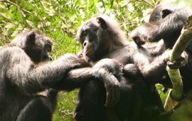 Bonobo's, LuiKotale, RDC