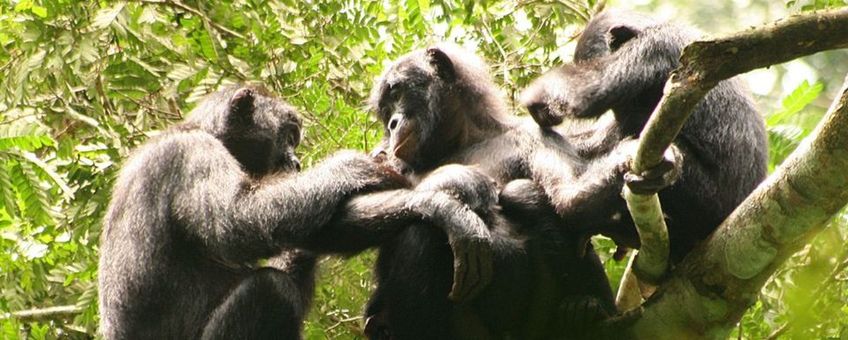 Bonobo's, LuiKotale, RDC