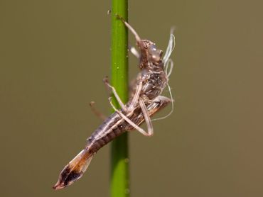 De larvenhuidjes van uitgeslopen libellen (hier van vuurjuffer) zijn te vinden langs de waterkant