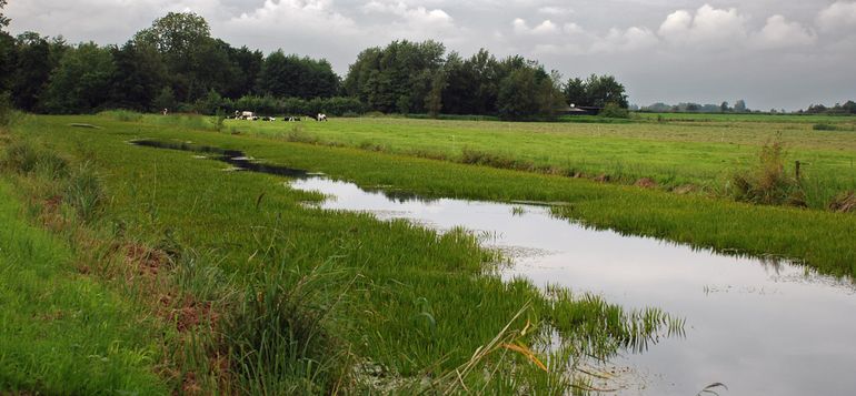 Ondanks de aanwezigheid van schoon water met veel Krabbenscheer, zijn de sloten in het agrarisch gebied nabij Tijnje in Friesland toch te verontreinigd met meststoffen voor de Kleverige poelslak.