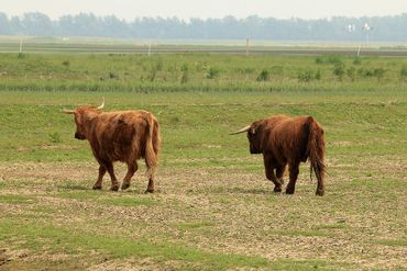 Schotse Hooglander koe en stier zonderen zich af in de Noordwaard