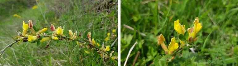 Twee soorten brem (waardplant van de bremvlinder), links Chamaecytisus triflorus, rechts Chamaecytisus ratisbonensis