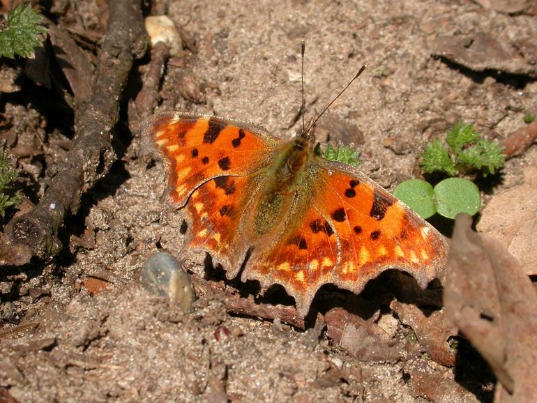 Gehakkelde aurelia