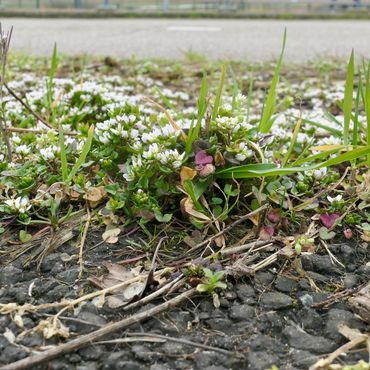 Deens lepelblad in de 'strooizout-zone'