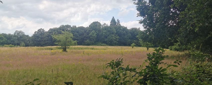 Grasland in de bosrand bij Natuurbegraafplaats Landgoed Mookerheide