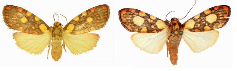 De twee vlinders: C. reticulata links, C. laeta rechts