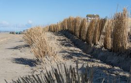 Riet uit Westzaan dient als kustbescherming. Strand Bergen aan Zee