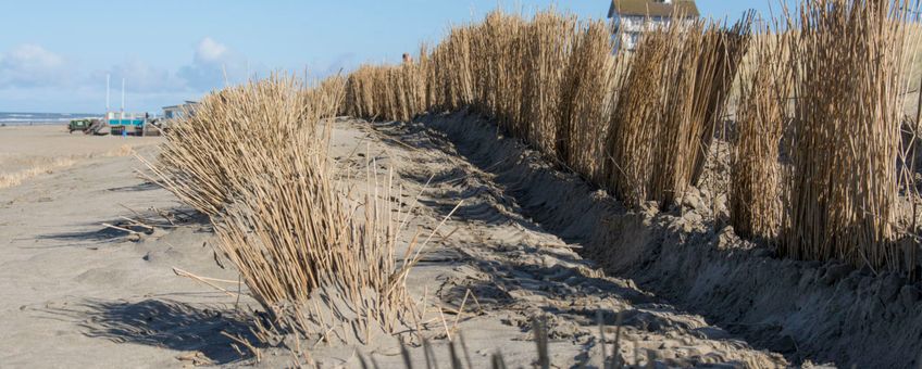 Riet uit Westzaan dient als kustbescherming. Strand Bergen aan Zee