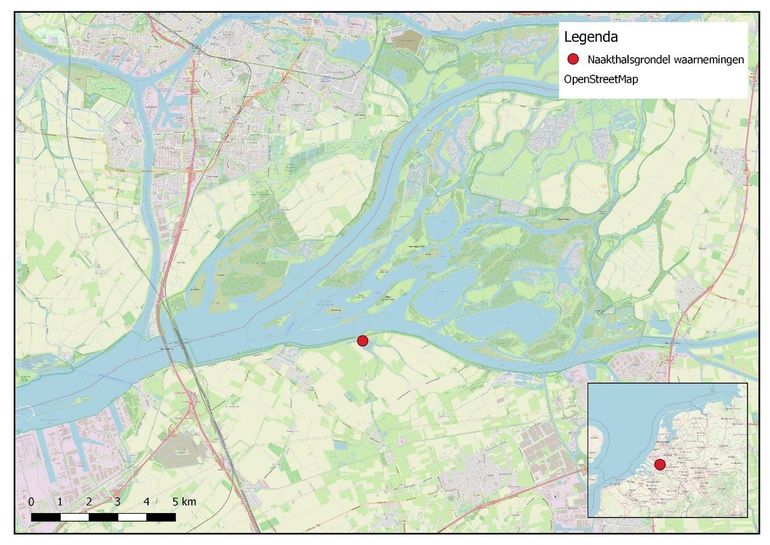 Figuur 1: Vindplaats van de eerste zes naakthalsgrondels in Nederland op 1 en 16 augustus 2023, Gat van den Ham, Noord-Brabant
