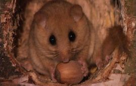 Goedele Verbeylen Hazelmuis met hazelnoot - Goedele Verbeylen