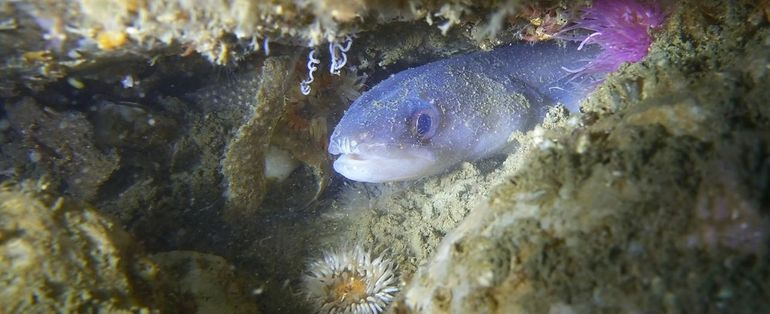 Ook kleinere exemplaren van de Congeraal hebben al scherpe tandjes. Exemplaar gefotografeerd tussen een stapel stenen ter bescherming van een kabelkruising op 12 juni 2023