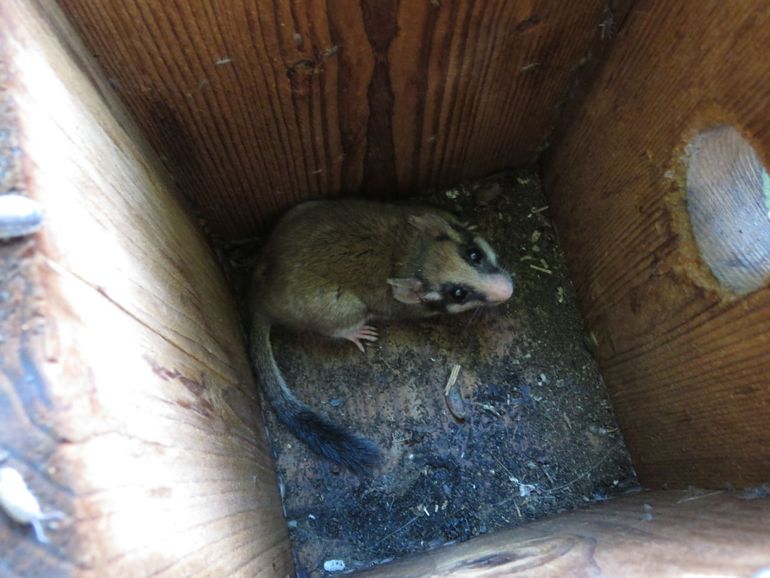 De eerste Eikelmuis in onze nestkasten langs het spoor: een mannetje in goede conditie dat een stukje van zijn staartpluim mist