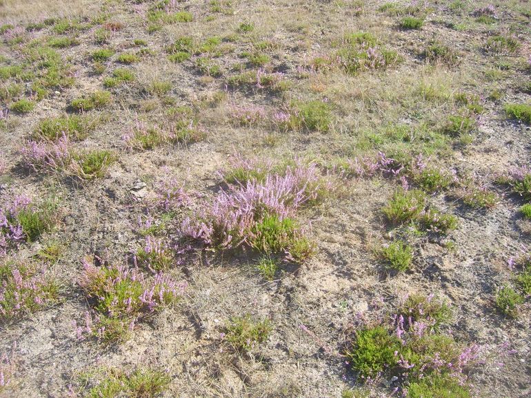 A field where this did happen. More on the method: see bodemtransplantatie.nl