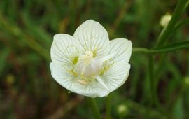 Parnassia