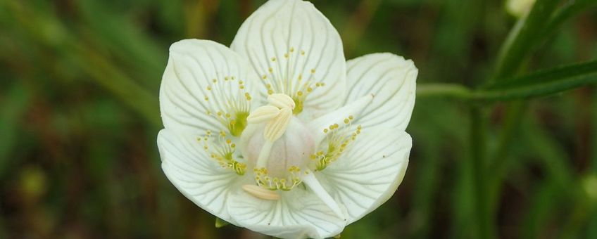Parnassia