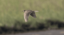 Veldleeuwerik boven de baan op een vliegterrein van Defensie