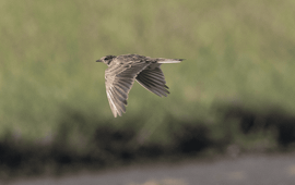 Veldleeuwerik boven de baan op een vliegterrein van Defensie