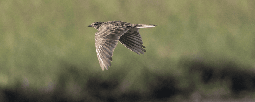 Veldleeuwerik boven de baan op een vliegterrein van Defensie