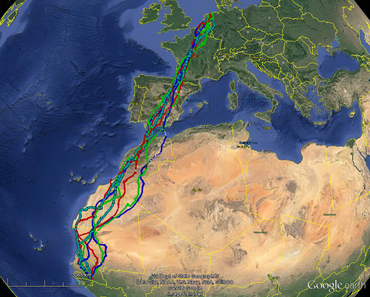 Drie achtereenvolgende migratieroutes van Bruine Kiekendief 'William' 2012/13-2015/16