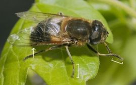 Vrouwtje onvoorspelbare bijvlieg Eristalis similis