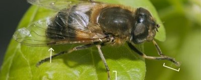 Vrouwtje onvoorspelbare bijvlieg Eristalis similis