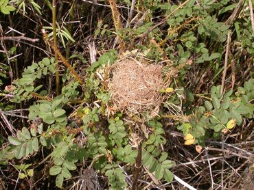 Het nest van een dwergmuis is zo groot als een tennisbal