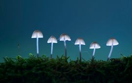 Gelderse natuurfotowedstrijd macro paddenstoelen