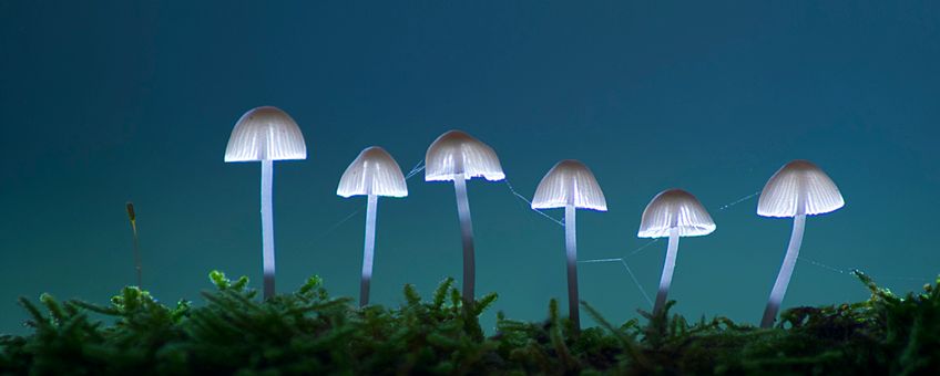 Gelderse natuurfotowedstrijd macro paddenstoelen