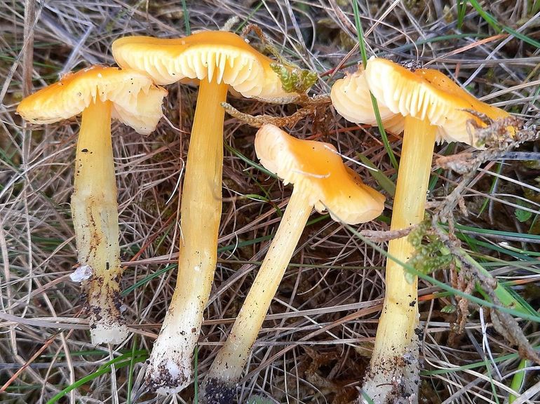 Kleverige wasplaat (Hygrocybe ortoniana)