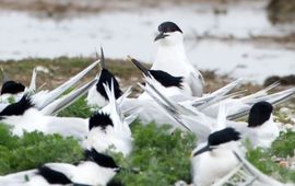 Jankees Schwiebbe, Birdphoto.nl Grote stern