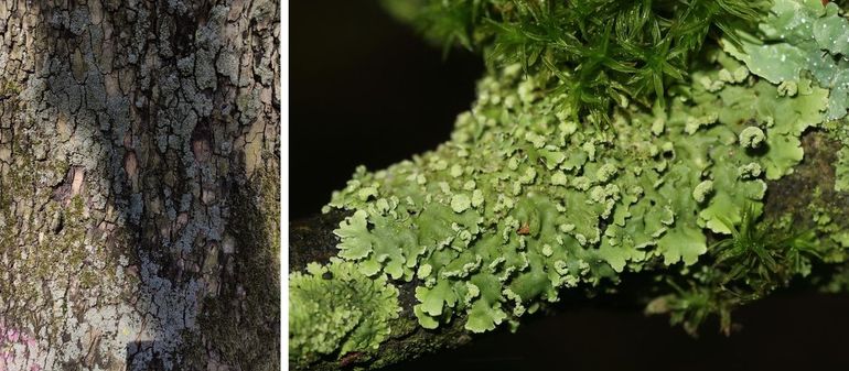 Links: Grote grijze populatie van Zonneklepjesmos op oude plataan tegenover de Hortus Botanicus in Amsterdam. De sorediën staan een snelle uitbreiding op een boom toe. Rechts: fraai exemplaar van Zonneklepjesmos met de lichte en fraai gevormde lipsoralen aan de lobben