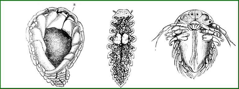 Tekening van Bopyrus squillarum door Ernst Keil (1877). Van links naar rechts: vrouwtje buikzijde (a is de kopzijde circa elf millimeter); mannetje rugzijde tot twee millimeter; larve buikzijde