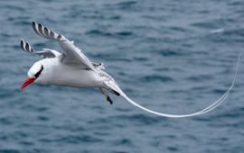 Nicolas Völcker, Wikimedia Commons CC-BY-SA 4.0 Red-billed tropicbird at Plaza Sur