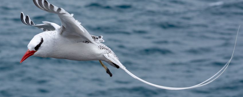 Red-billed tropicbird at Plaza Sur