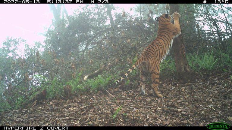 De tijgers werden geteld met cameravallen, die ook prachtige foto's opleverden