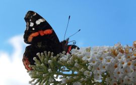 atalanta primair