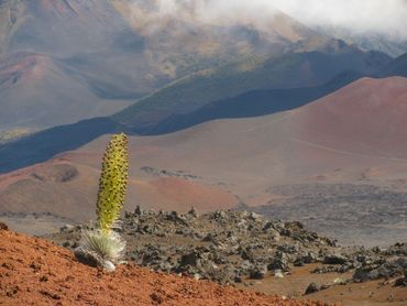 Hawaï-zilverzwaard (Argyroxiphium sandwicense)