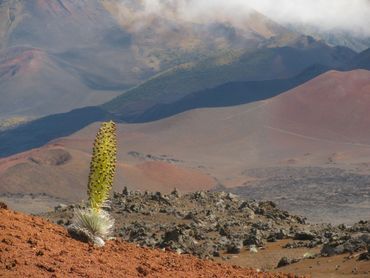 Hawaï-zilverzwaard (Argyroxiphium sandwicense)