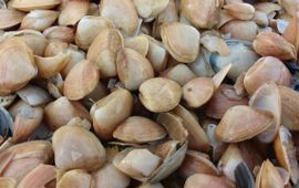 Jack Perdon De halfgeknotte strandschelp, Spisula subtruncata