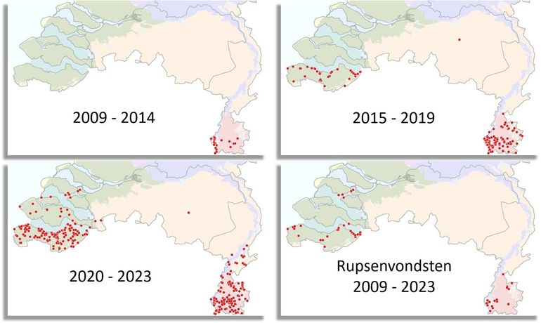 Verspreiding van het kaasjeskruiddikkopje in drie perioden en een kaartje met de rupsenvondsten