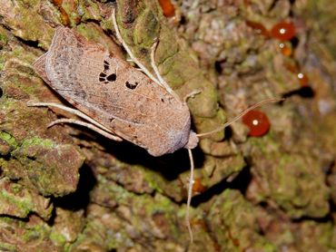 De zwartvlekwinteruil is tegenwoordig verspreid over heel Nederland te vinden