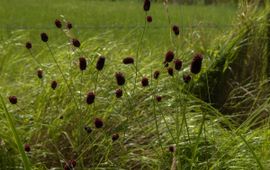 Grote pimpernel