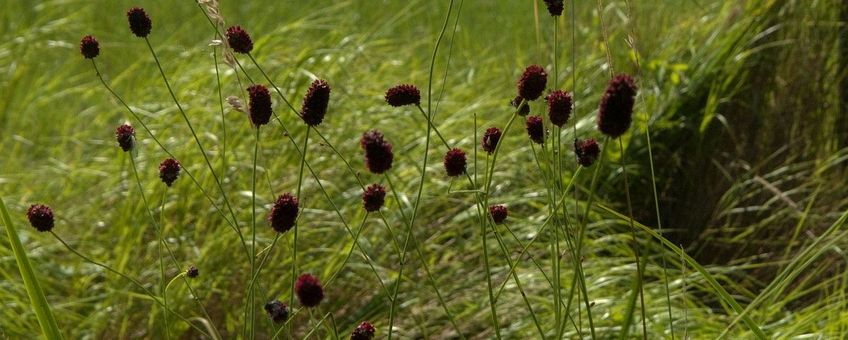 Grote pimpernel