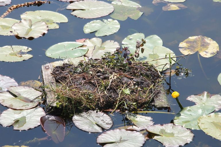 Nestvlotje met eieren